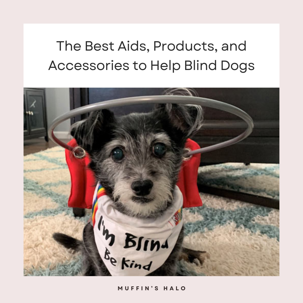 The Best Aids Products and Accessories to Help Blind Dogs Muffins Halo