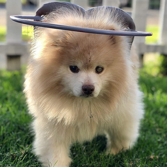 Muffin's Halo - Grey