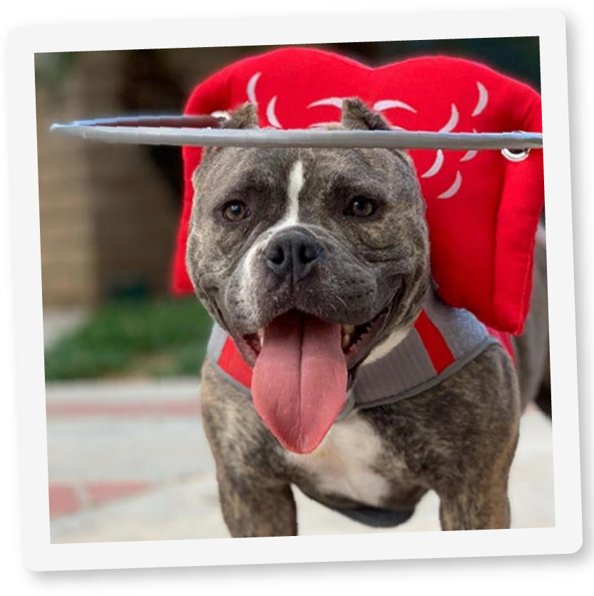 Best blind dog halo cheap