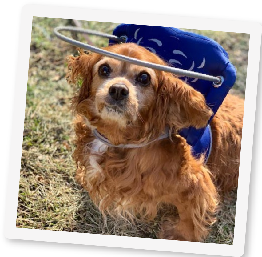 Halo for blind dogs amazon online