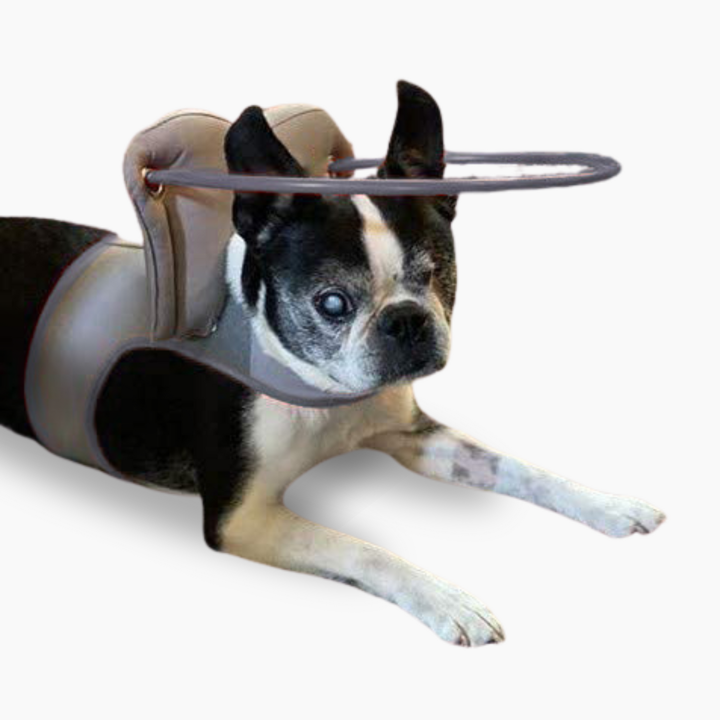 Halo for blind dogs australia outlet