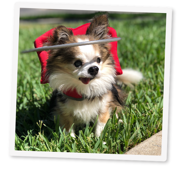 Learn More About Muffin's Halo Muffin's Halo Official Site Muffins Halo