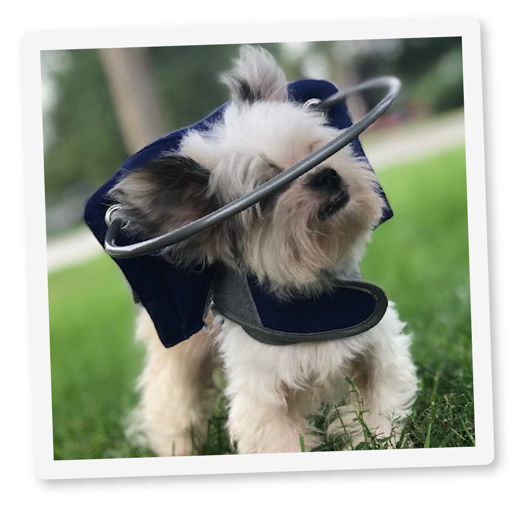 Why Choose Us See the benefits of a dog bumper collar Muffin s