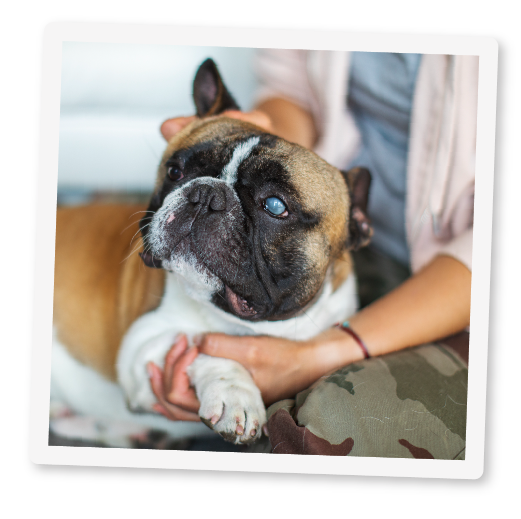 Make a collar for a blind dog online