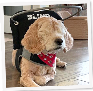 Blind dog halo harness deals