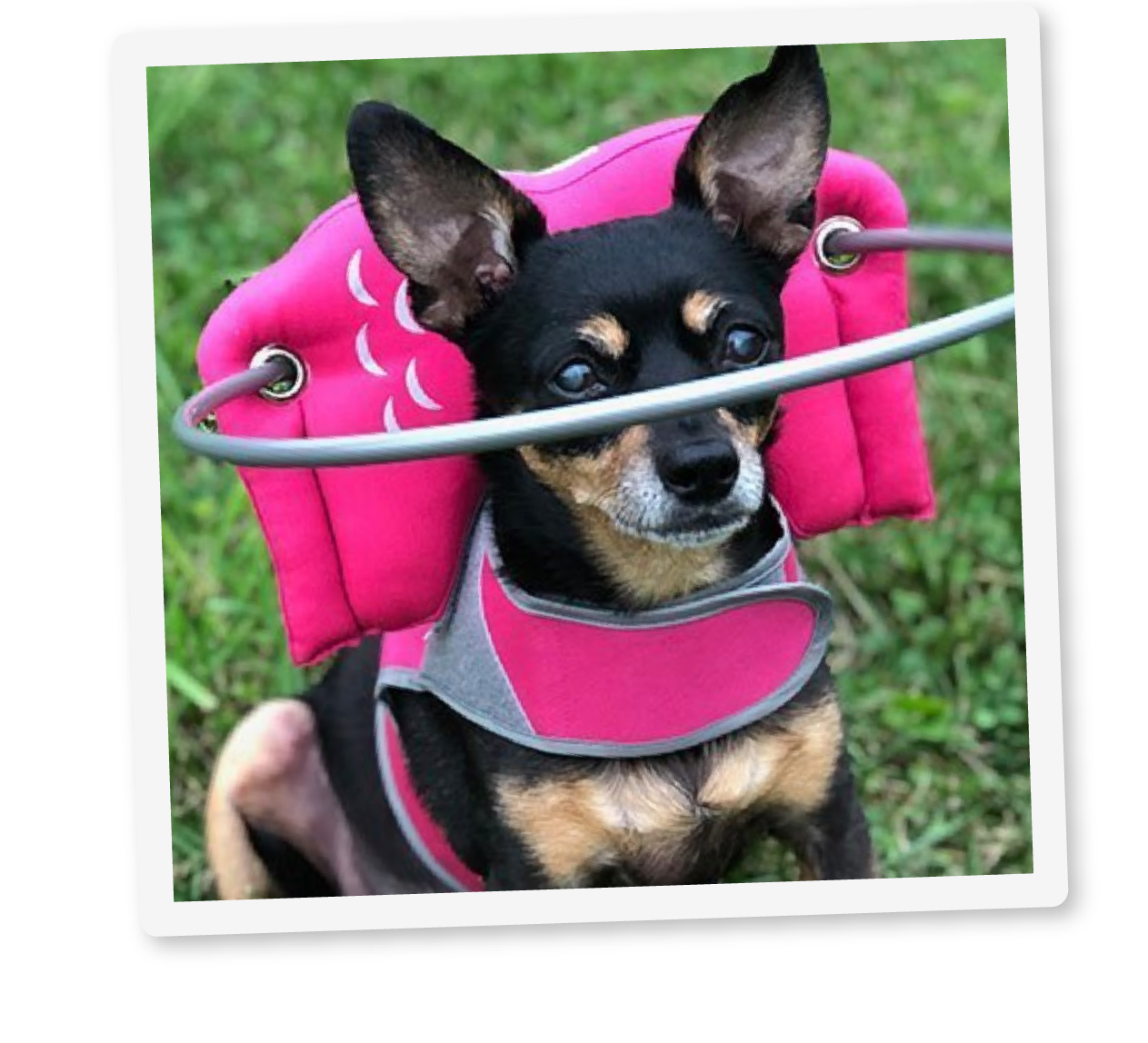 Blind dog sales harness for sale