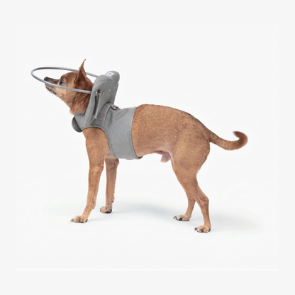 Muffin's Halo - Gray