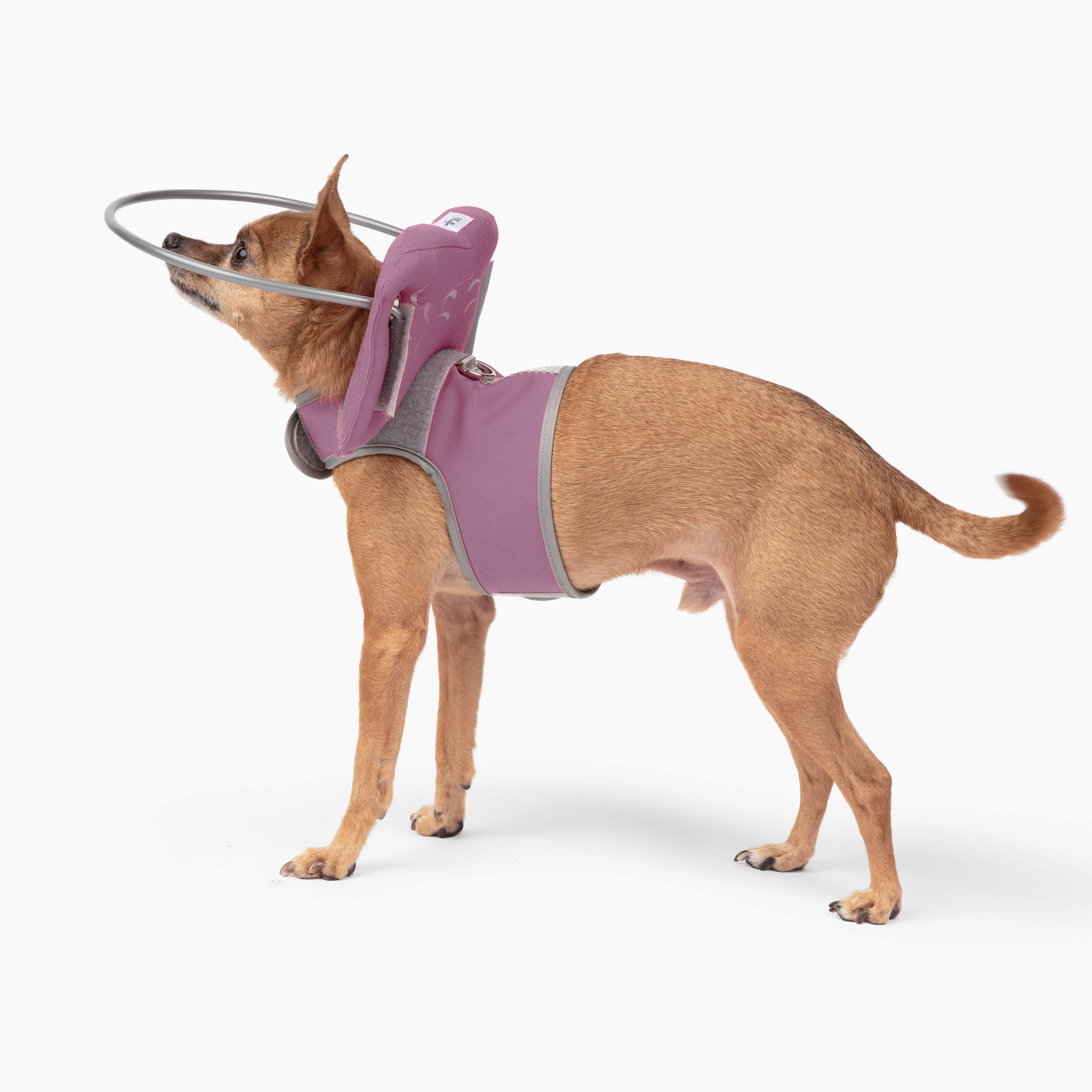 Muffin's Halo - Pink – Muffins Halo