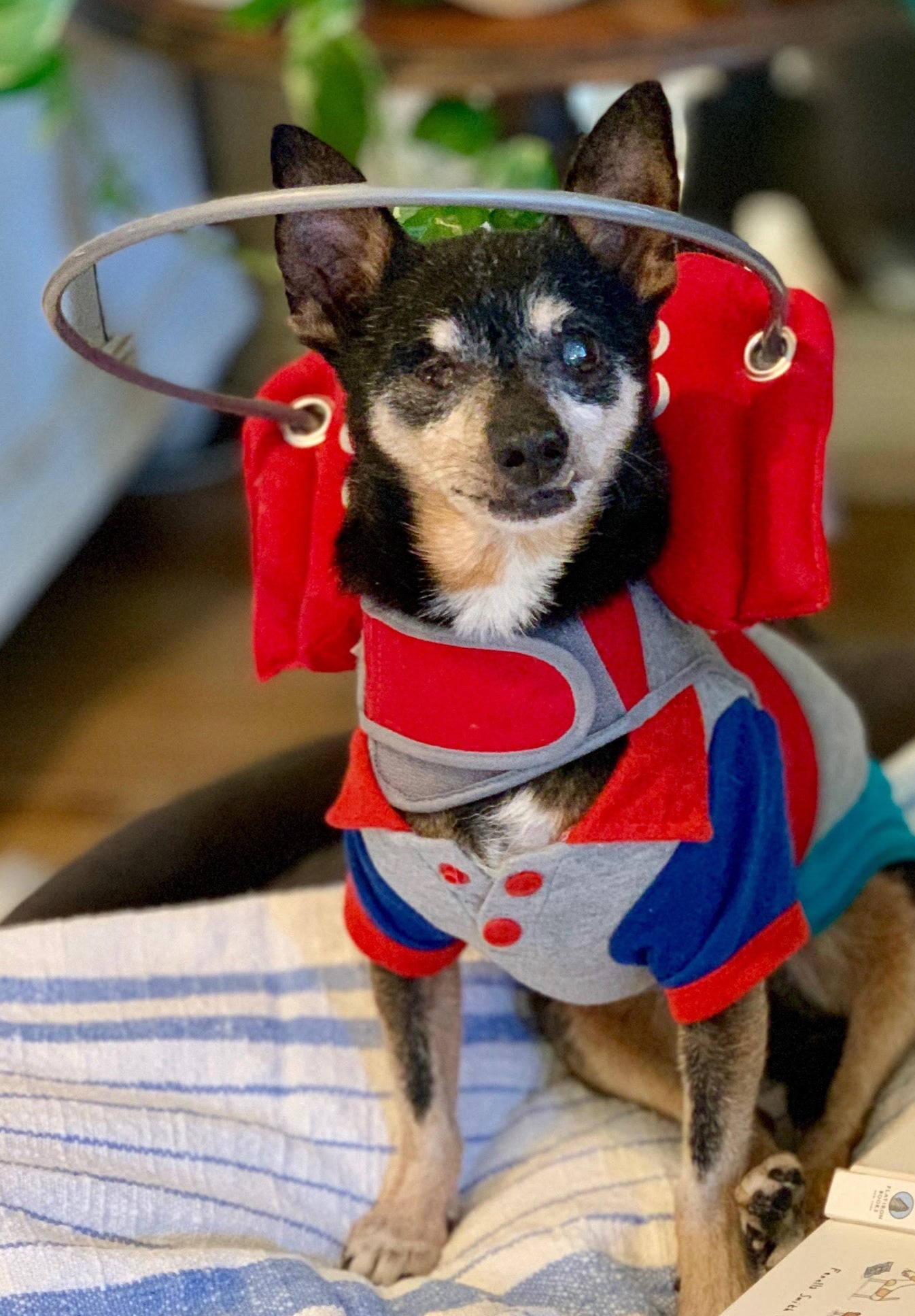 Muffin's Halo Red Muffins Halo