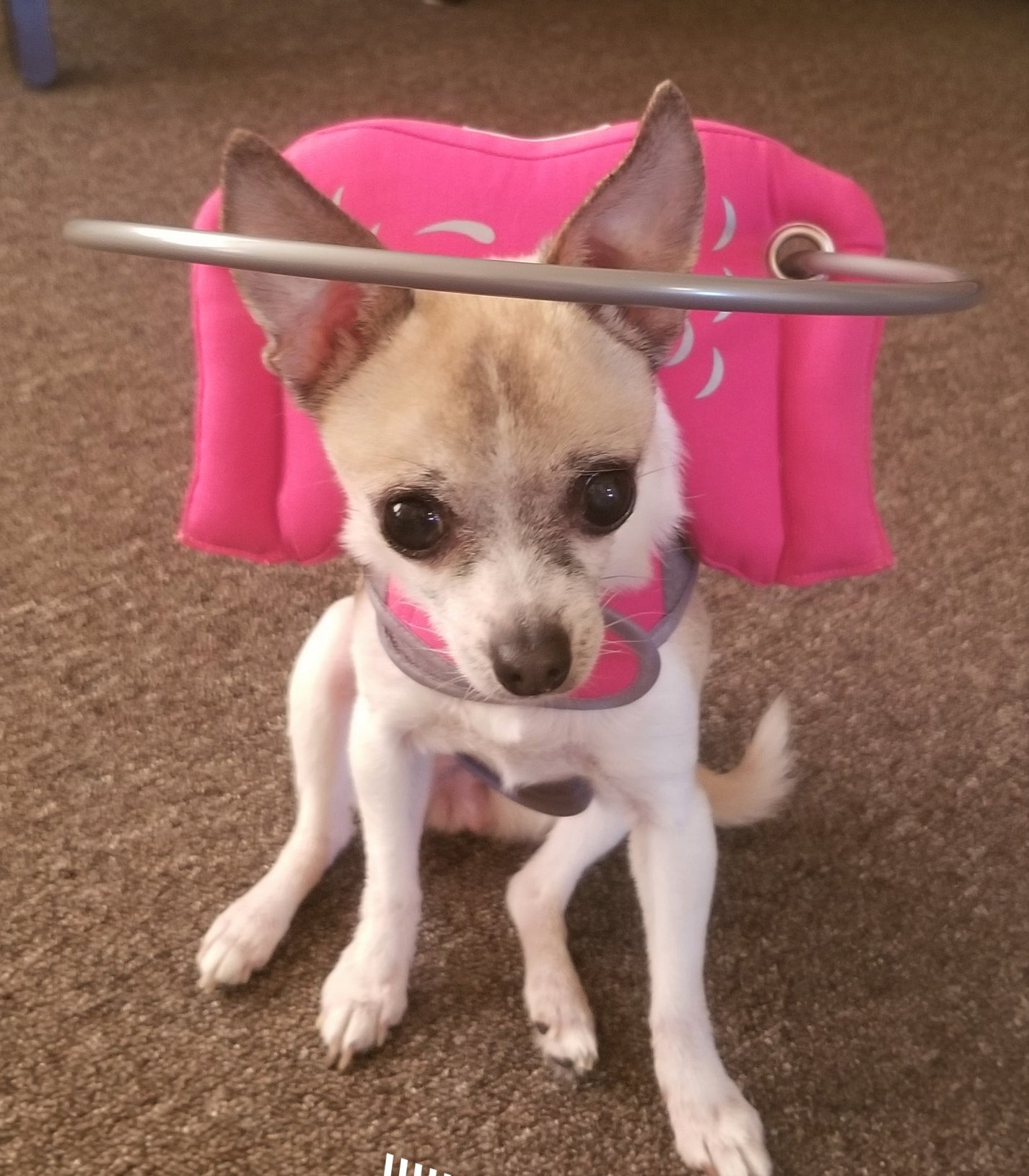 Muffin's Halo Pink Muffins Halo