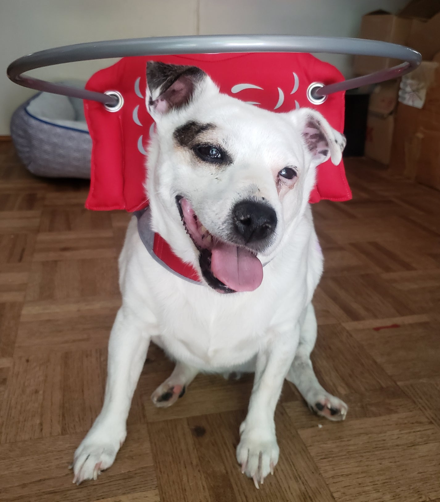 Muffin's Halo Red Muffins Halo