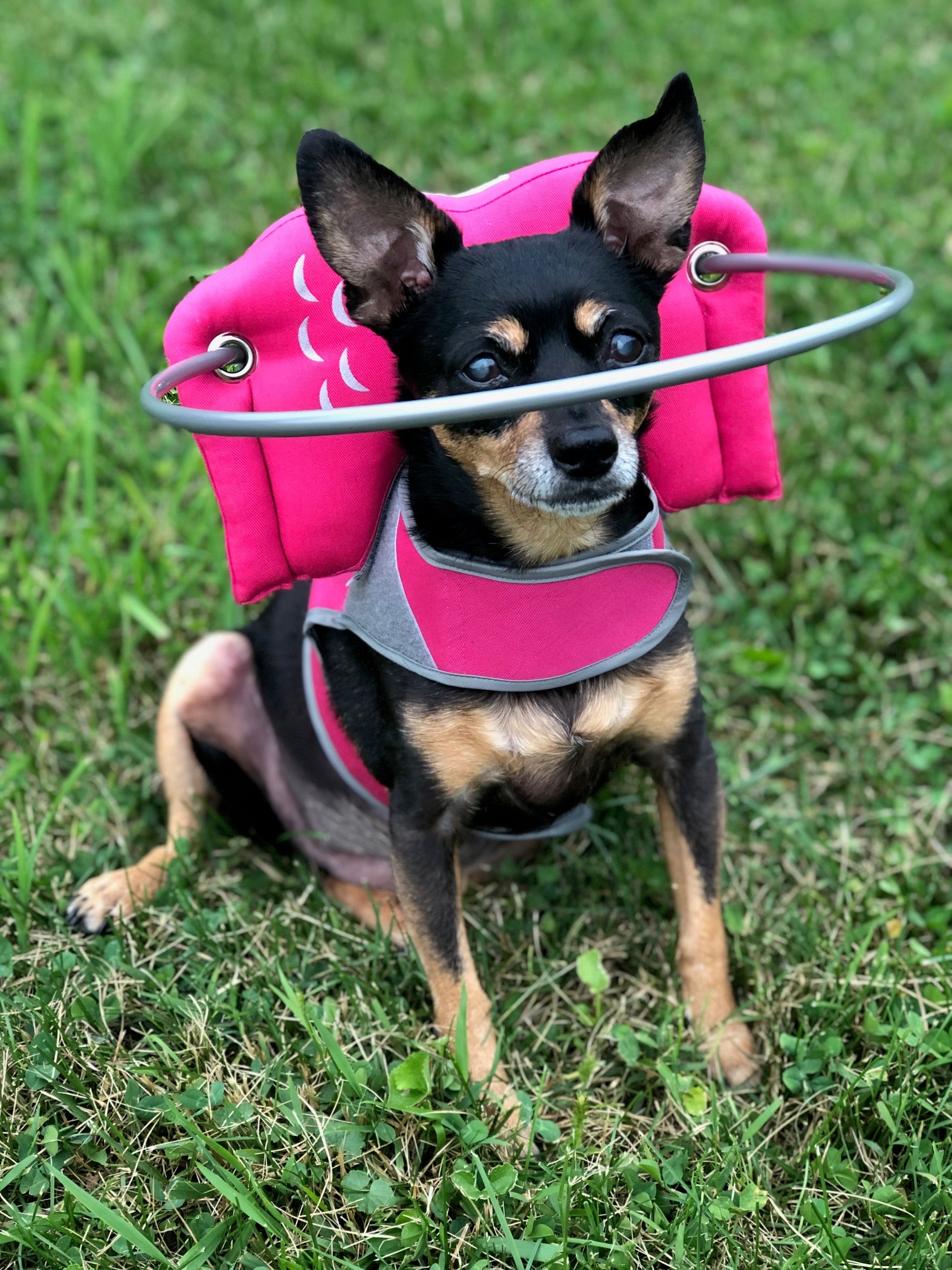 Muffin's Halo Pink Muffins Halo